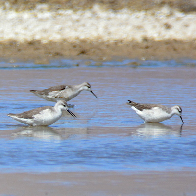 Greater Yellowlegs_2